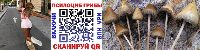 Галлюциногенные грибы Psilocybe  Динская 